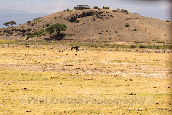 Amboseli National Park-1218