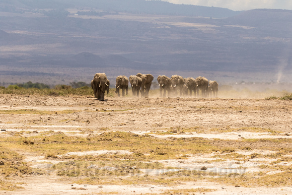 Amboseli National Park-1226