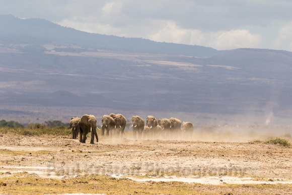 Amboseli National Park-1227