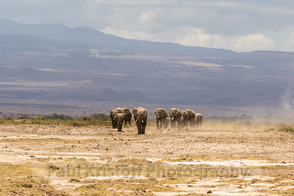 Amboseli National Park-1228