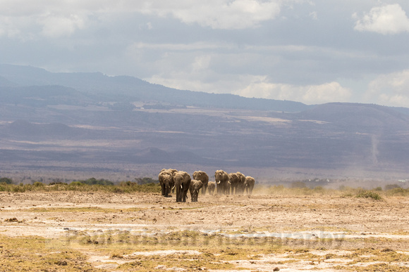Amboseli National Park-1229