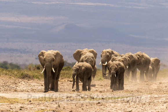 Amboseli National Park-1231