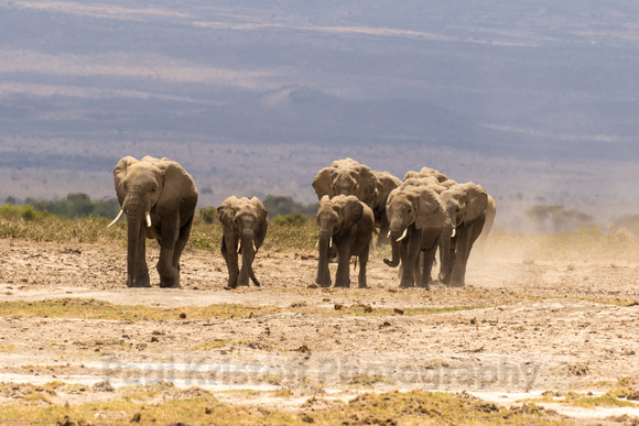 Amboseli National Park-1233