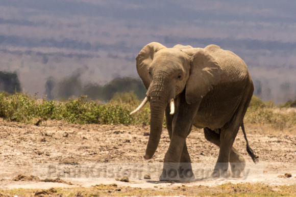 Amboseli National Park-1235