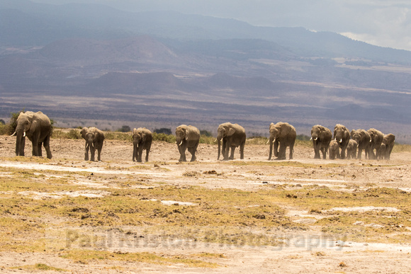 Amboseli National Park-1239