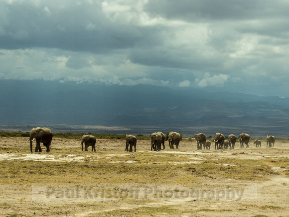 Amboseli National Park-1242