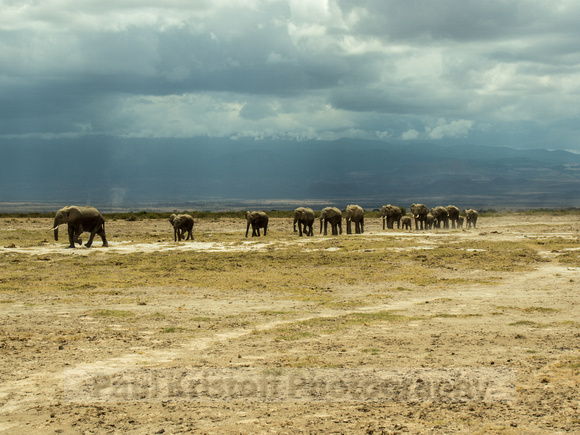 Amboseli National Park-1243