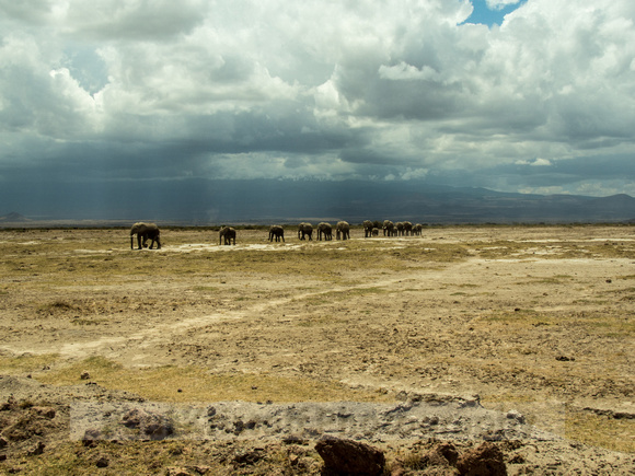 Amboseli National Park-1244
