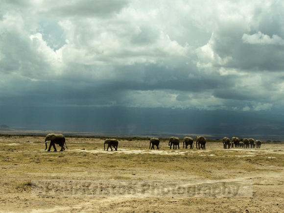 Amboseli National Park-1245