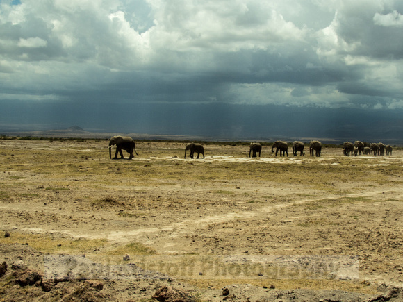 Amboseli National Park-1247