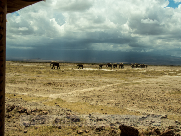 Amboseli National Park-1246
