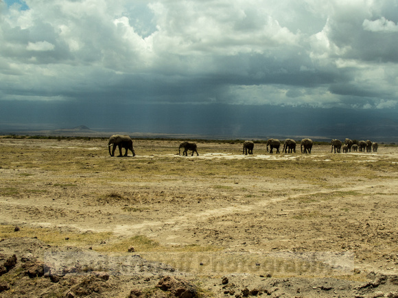Amboseli National Park-1248