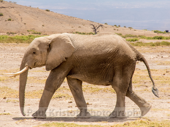 Amboseli National Park-1252