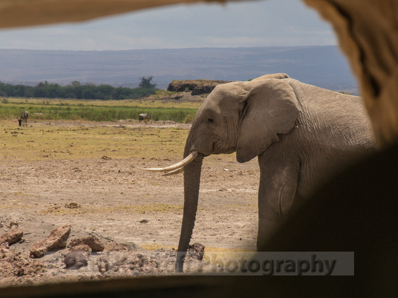 Amboseli National Park-1254