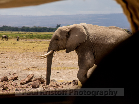 Amboseli National Park-1255