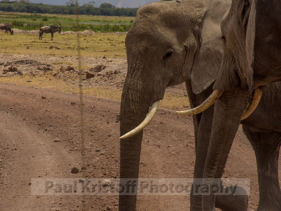 Amboseli National Park-1265
