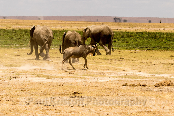 Amboseli National Park-1286