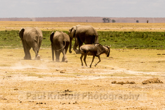 Amboseli National Park-1287