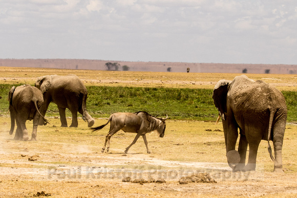 Amboseli National Park-1288