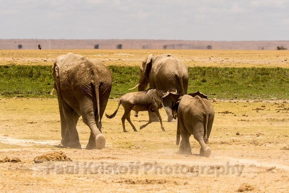 Amboseli National Park-1291
