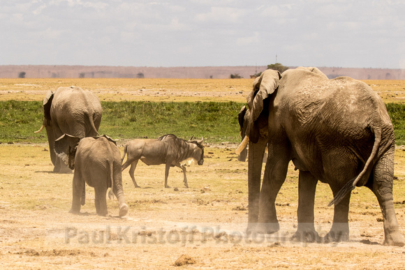 Amboseli National Park-1293