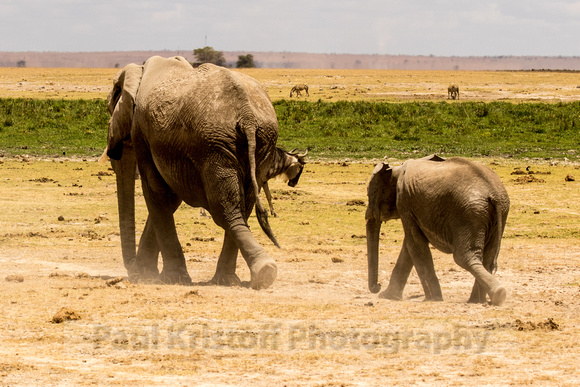 Amboseli National Park-1294