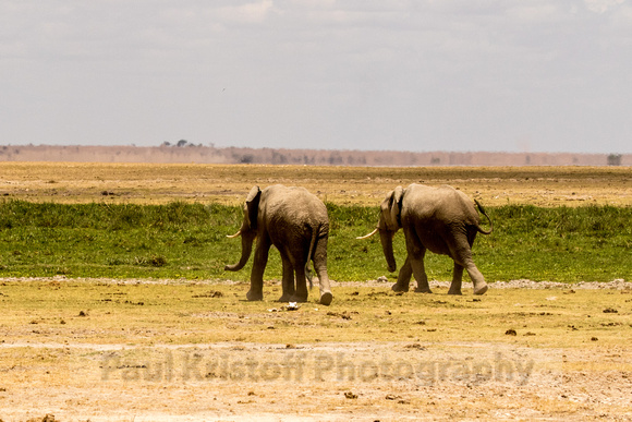 Amboseli National Park-1299