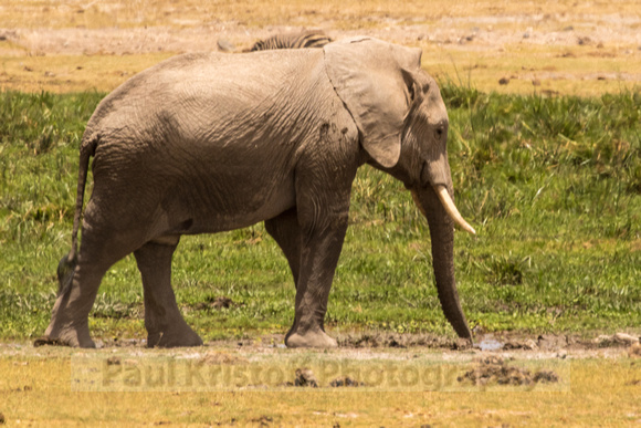 Amboseli National Park-1304