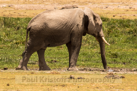 Amboseli National Park-1305