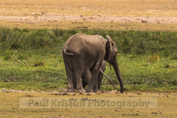 Amboseli National Park-1307