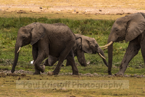 Amboseli National Park-1314
