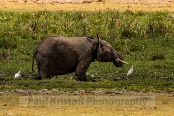 Amboseli National Park-1318