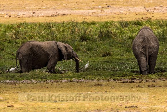 Amboseli National Park-1319