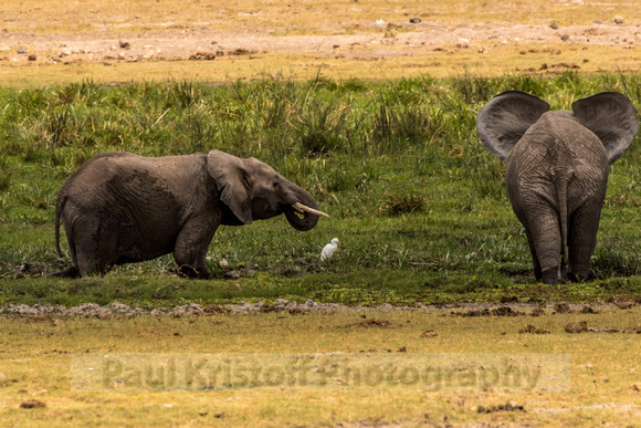 Amboseli National Park-1320
