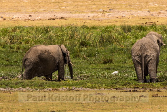 Amboseli National Park-1330