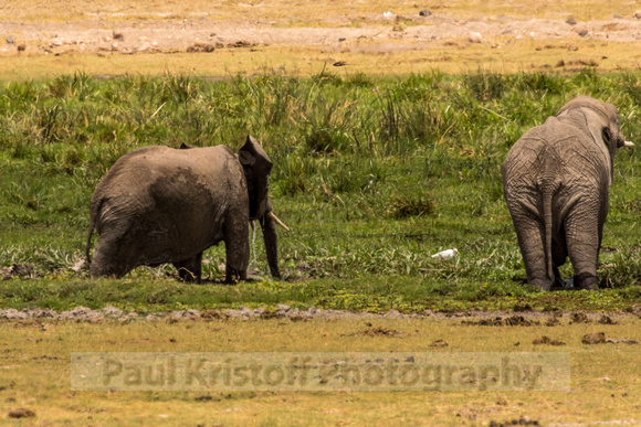 Amboseli National Park-1331