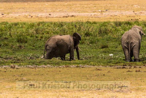 Amboseli National Park-1332