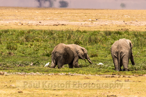 Amboseli National Park-1334