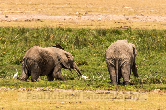 Amboseli National Park-1337