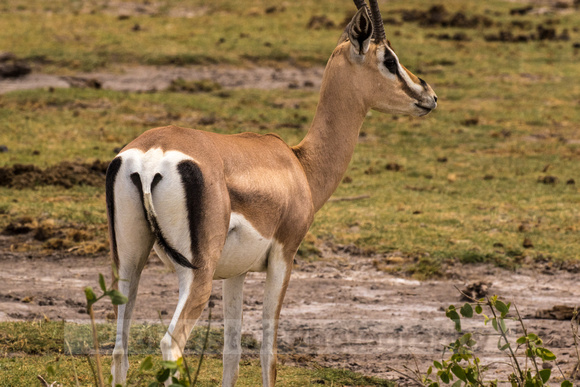 Amboseli National Park-1372