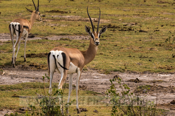 Amboseli National Park-1375