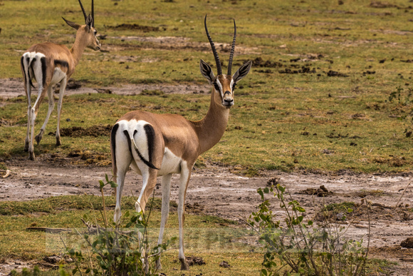 Amboseli National Park-1376