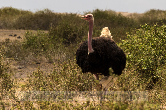 Amboseli National Park-1380