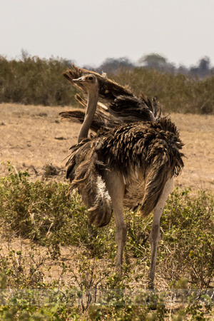 Amboseli National Park-1387
