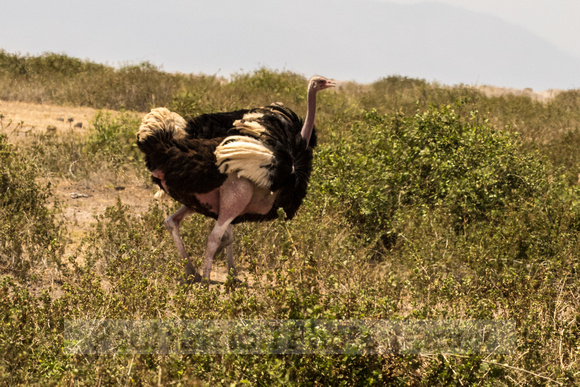 Amboseli National Park-1399