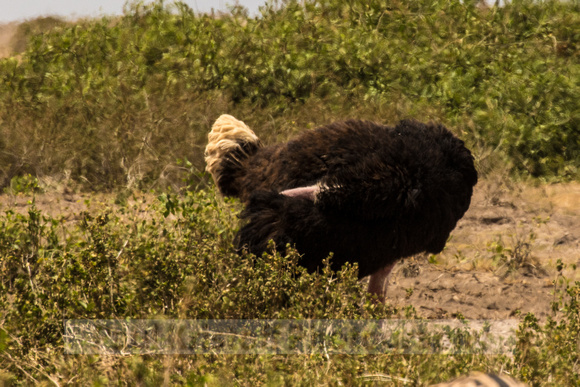 Amboseli National Park-1409