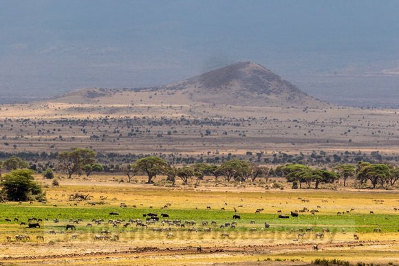 Amboseli National Park-1430