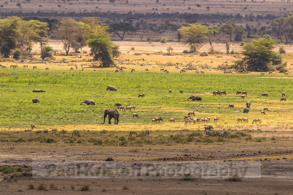 Amboseli National Park-1432