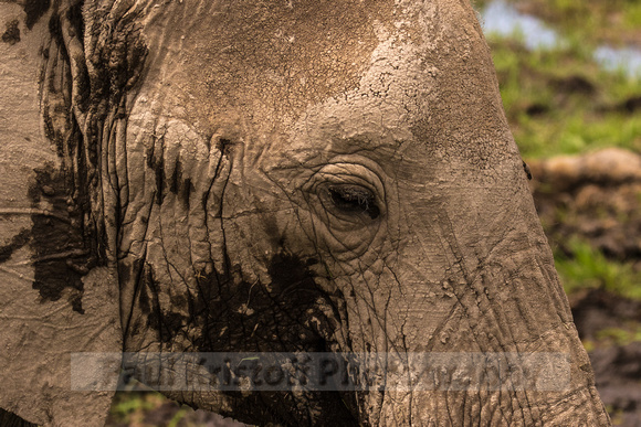 Amboseli National Park-1515