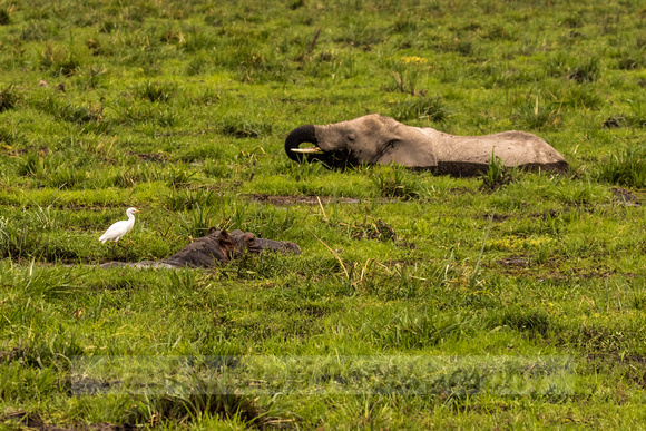 Amboseli National Park-1538
